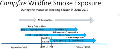 Early exposure to wildfire smoke can lead to birth defects
